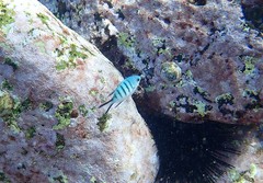 Abudefduf whitleyi