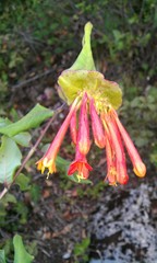 Lonicera pilosa