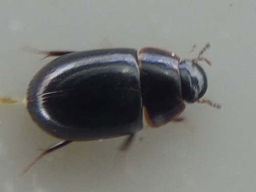 Cymbiodyta marginella