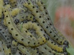 Yponomeuta cagnagella