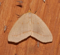 Lambdina pultaria