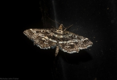Diasemiopsis ramburialis