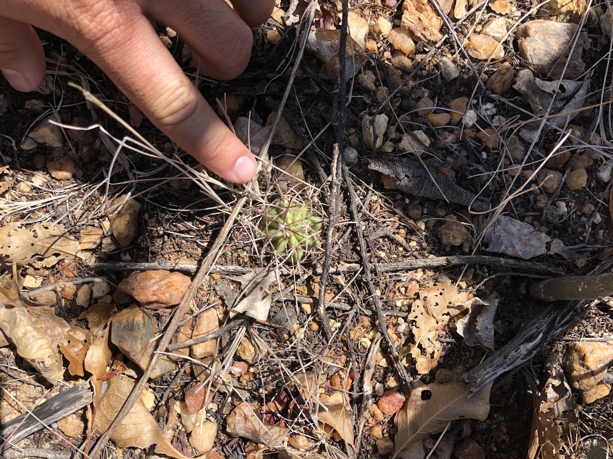 Melocactus zehntneri