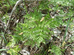 Chaerophyllum prescottii