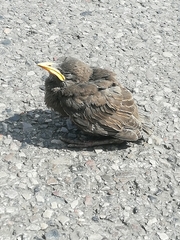 Sturnus vulgaris