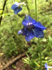Delphinium alabamicum