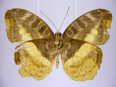 Cynandra opis bernardii