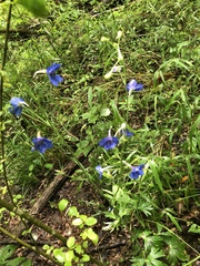 Delphinium alabamicum