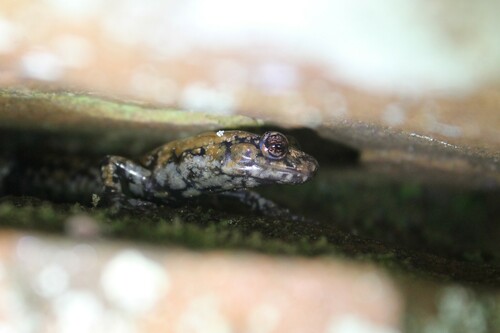 Pigeon Mountain Salamander, Plethodon petraeus