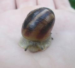 Helix albescens