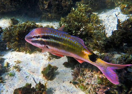 Zwartzadel-mul (Parupeneus spilurus) — Mullidae — 4
