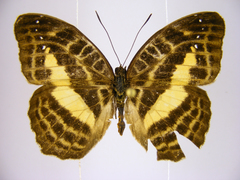 Cynandra opis bernardii