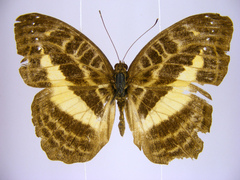 Cynandra opis bernardii