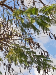 Senegalia berlandieri