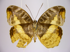 Cynandra opis bernardii