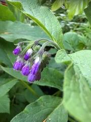 Symphytum officinale