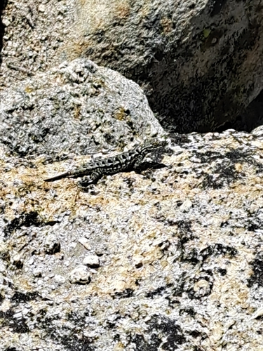 iNaturalist observation photo of Western Fence Lizard