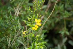Brassica fruticulosa