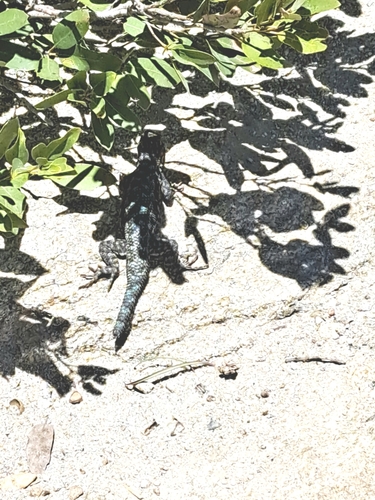iNaturalist observation photo of Western Fence Lizard