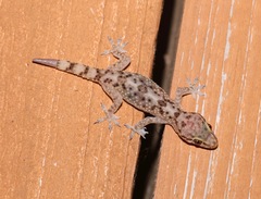 Hemidactylus turcicus image