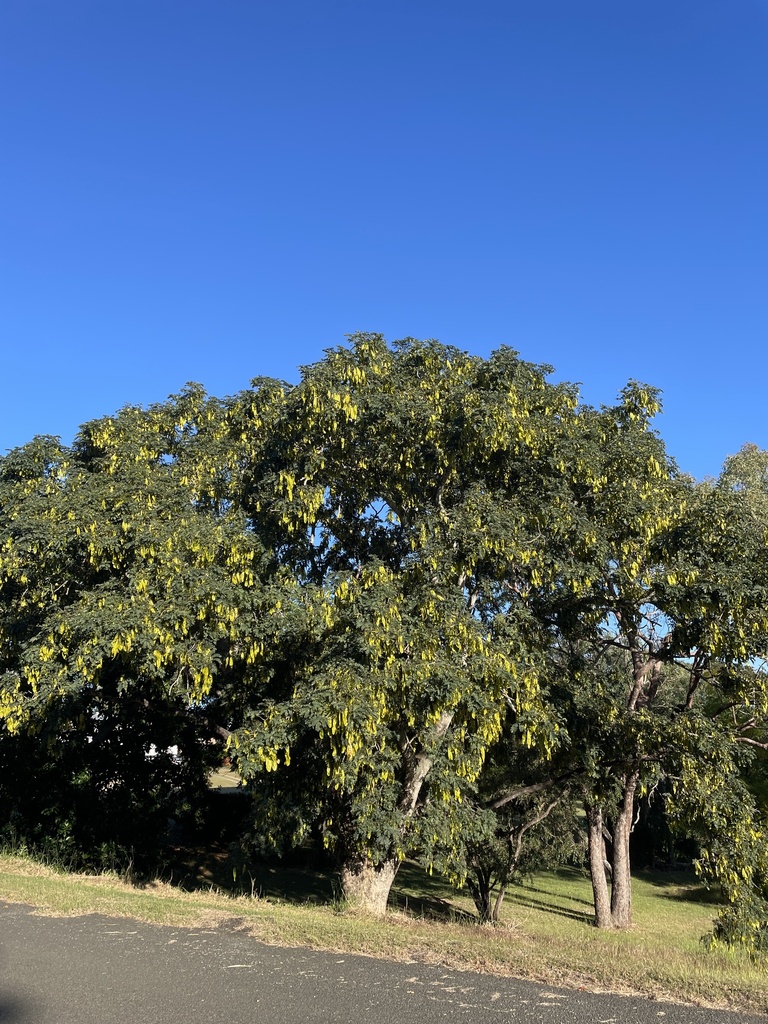 Lebec Tree lebbeck from East Maud St, Gayndah, QLD, AU on May 27, 2024 at 07:55 AM ...