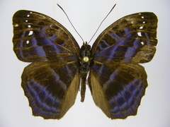 Cynandra opis bernardii