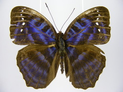 Cynandra opis bernardii
