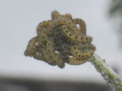 Yponomeuta cagnagella