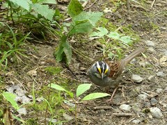 Zonotrichia albicollis