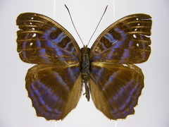 Cynandra opis bernardii