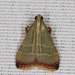 Olive Arta Moth - Photo (c) Greg Lasley, some rights reserved (CC BY-NC), uploaded by Greg Lasley