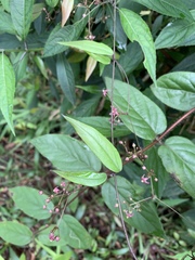 Vincetoxicum oshimae