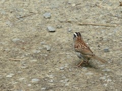 Zonotrichia albicollis