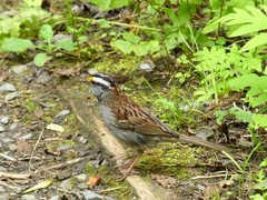 Zonotrichia albicollis