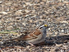Zonotrichia albicollis