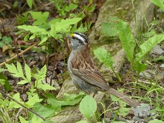 Zonotrichia albicollis