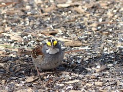 Zonotrichia albicollis