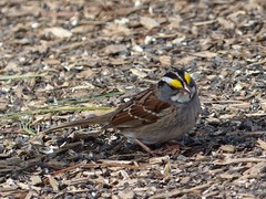 Zonotrichia albicollis