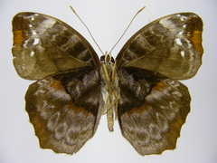 Cynandra opis bernardii