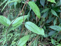 Vincetoxicum oshimae