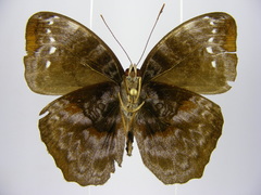 Cynandra opis bernardii