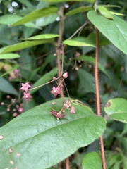 Vincetoxicum oshimae