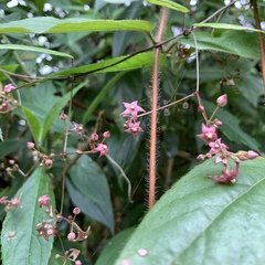 Vincetoxicum oshimae