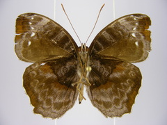 Cynandra opis bernardii