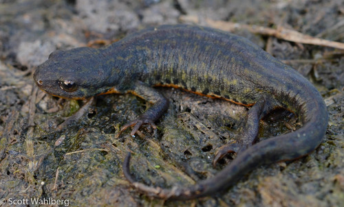 Black-spotted Newt