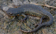 Notophthalmus meridionalis