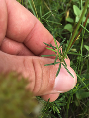 Dalea tenuis