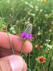 Dalea tenuis