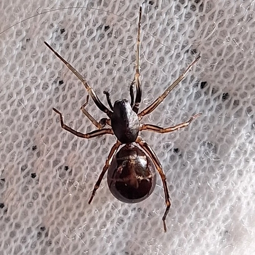 Two-banded Ant-mimic Sac Spider photo 2