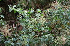 Chenopodium parabolicum